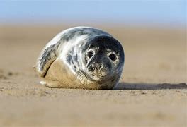 Image result for Grey Seal the Wash