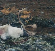 Image result for Labrador Caribou