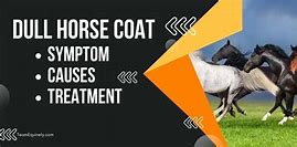 Image result for Horse Shinny Coat