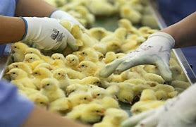 Image result for Chick Culling