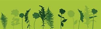 Image result for New Zealand Fern Clip Art