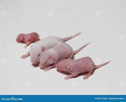 Image result for Fuzzies Mice