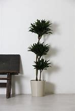 Image result for Dracena Multi