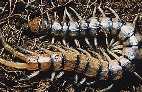 Image result for myriapoda fossils