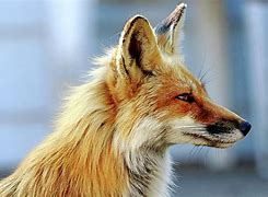 Image result for Fox YouTube-Channel Profile