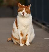 Image result for Happy Ginger Cat