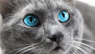 Image result for Grey Rat Blue Eyes