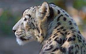 Image result for Leopard Back Bady