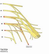 Image result for Posterior Cutaneous Nerve of Thigh