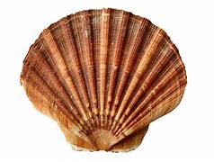 Image result for Corrugated Sea Clam Shell