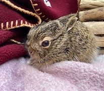 Image result for Pink Hare