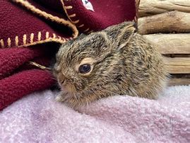 Image result for brown hare baby