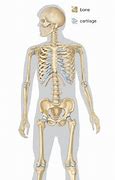 Image result for A Human Skeleton