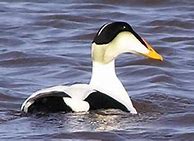 Image result for Ducks and Divers of Alaska