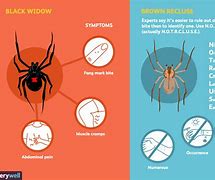 Image result for Widow Spider Bites Blue