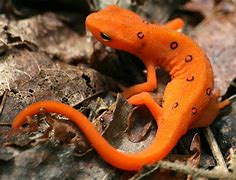 Image result for Newt