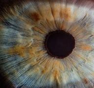 Image result for Macro Eye Photography Blou