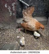 Image result for Serama Chicken Baby