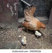 Image result for Serama Chicken Baby