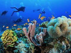 Image result for Snorkeling Pool