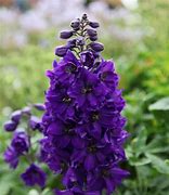 Image result for Delphinium Garden