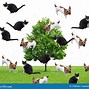 Image result for It Rains Cats and Dogs