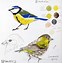 Image result for How to Drawing Bird