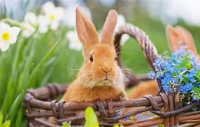 Image result for Spring Rabbit