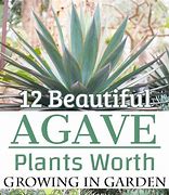 Image result for Agave Plant Varieties