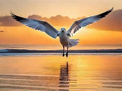 Image result for Fierce Seagull Wallpaper