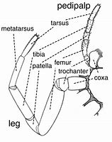 Image result for Arthropod Legs