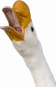 Image result for Chinese Geese