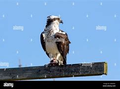 Image result for Osprey Sea Hawk