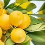 Image result for Lemon Groth by Country