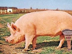 Image result for Pig Wooden Leg Joke