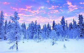 Image result for Sweden Forest Winter