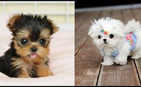 Image result for Cute Little Puppy Teacup Yorkie