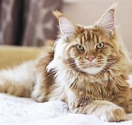 Image result for maine coon cat kitten