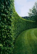 Image result for Boxwood Hedge Plants