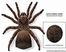 Image result for Pale Trapdoor Spider