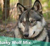 Image result for Husky Wolf Mix