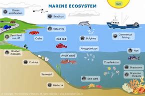 Image result for Ocean Ecosystem Animals