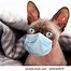 Image result for Dual Lab Cat Mask