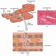 Image result for Cardiac Muscle Bundles