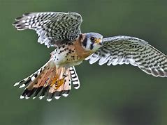 Image result for Feather Family Kestrel Falcon