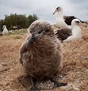 Image result for Fluffy Baby Albatross