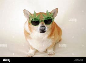 Image result for Corgi with Sunglasses