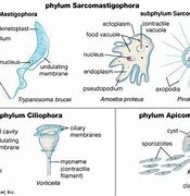 Image result for Protozoan