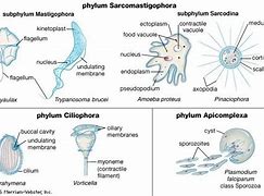 Image result for Small Protozoans