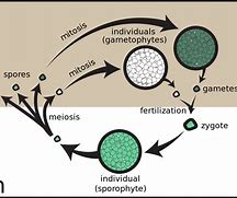 Image result for A Diploid Sporophyte